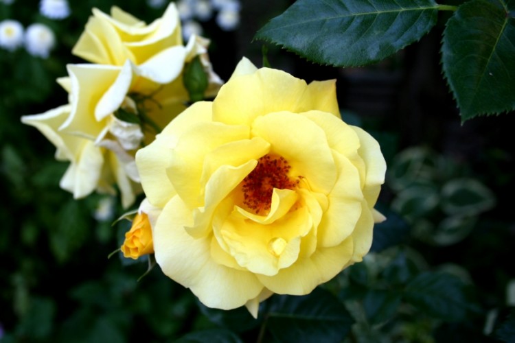 Wallpapers Nature Flowers Une Rose Jaune avec une tite goute d'eau