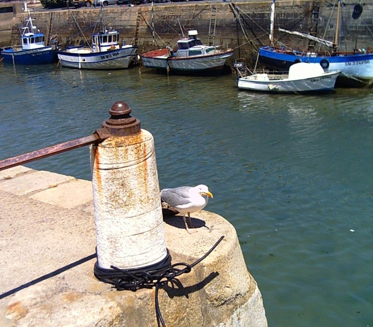 Fonds d'cran Animaux Oiseaux - Canards Mouette