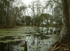 Fonds d'cran Nature Paysage marcageux