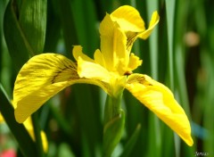 Fonds d'cran Nature Iris jaune