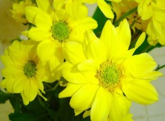 Wallpapers Nature Fleurs jaunes de Guyane