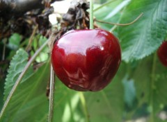 Wallpapers Nature le temps des cerises!