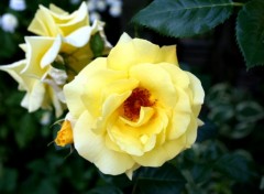 Wallpapers Nature Une Rose Jaune avec une tite goute d'eau