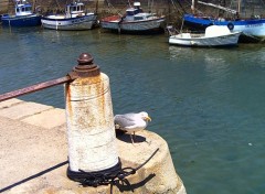 Fonds d'cran Animaux Mouette