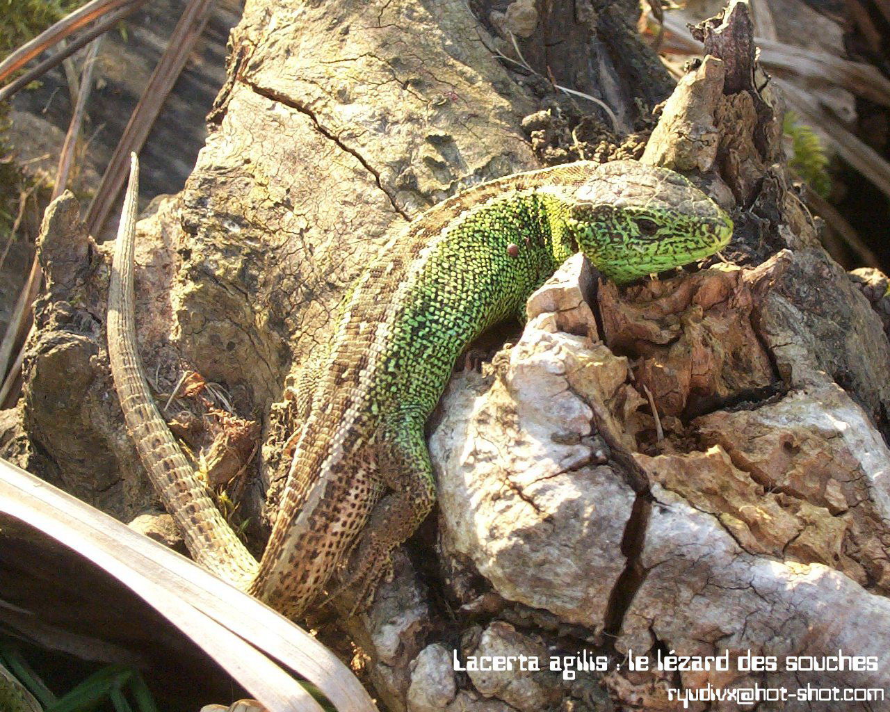 Wallpapers Animals Lizards - Iguanas Lacerta agilis