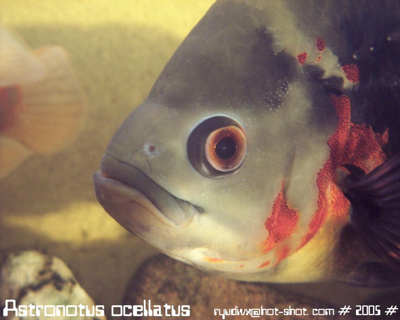 Wallpapers Animals Sealife - Fishes Astronotus ocellatus