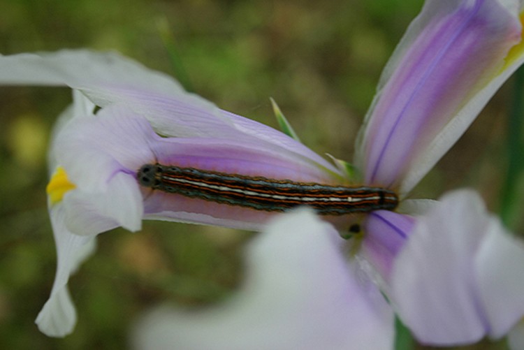 Fonds d'cran Animaux Insectes - Chenilles Enfin une couche  ma taille