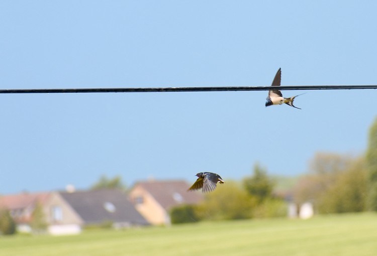 Fonds d'cran Animaux Oiseaux - Hirondelles Les hirondelles ne savent plus o faire leur nid !