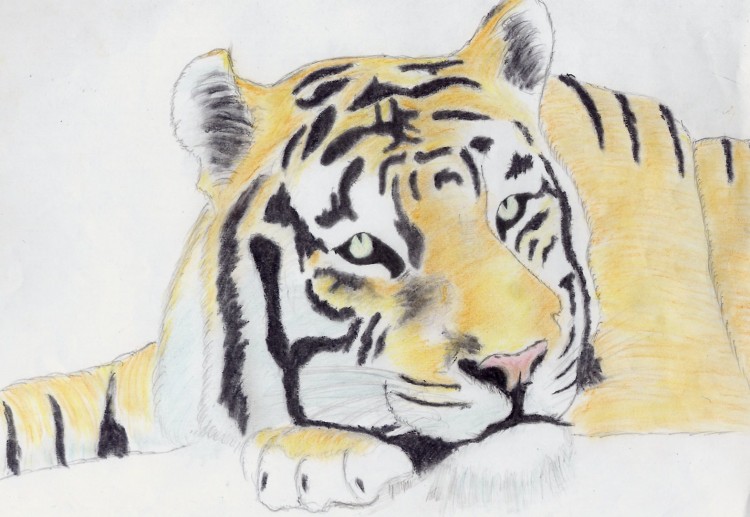 Wallpapers Art - Pencil Animals - Felines un joli tigre