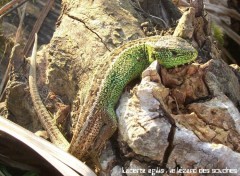 Wallpapers Animals Lacerta agilis