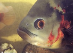 Wallpapers Animals Astronotus ocellatus