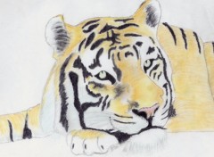 Wallpapers Art - Pencil un joli tigre