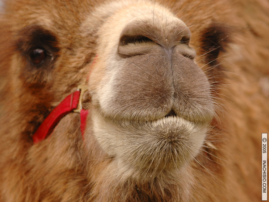 Wallpapers Animals Dromedaries - Camels Tronche de dromadaire