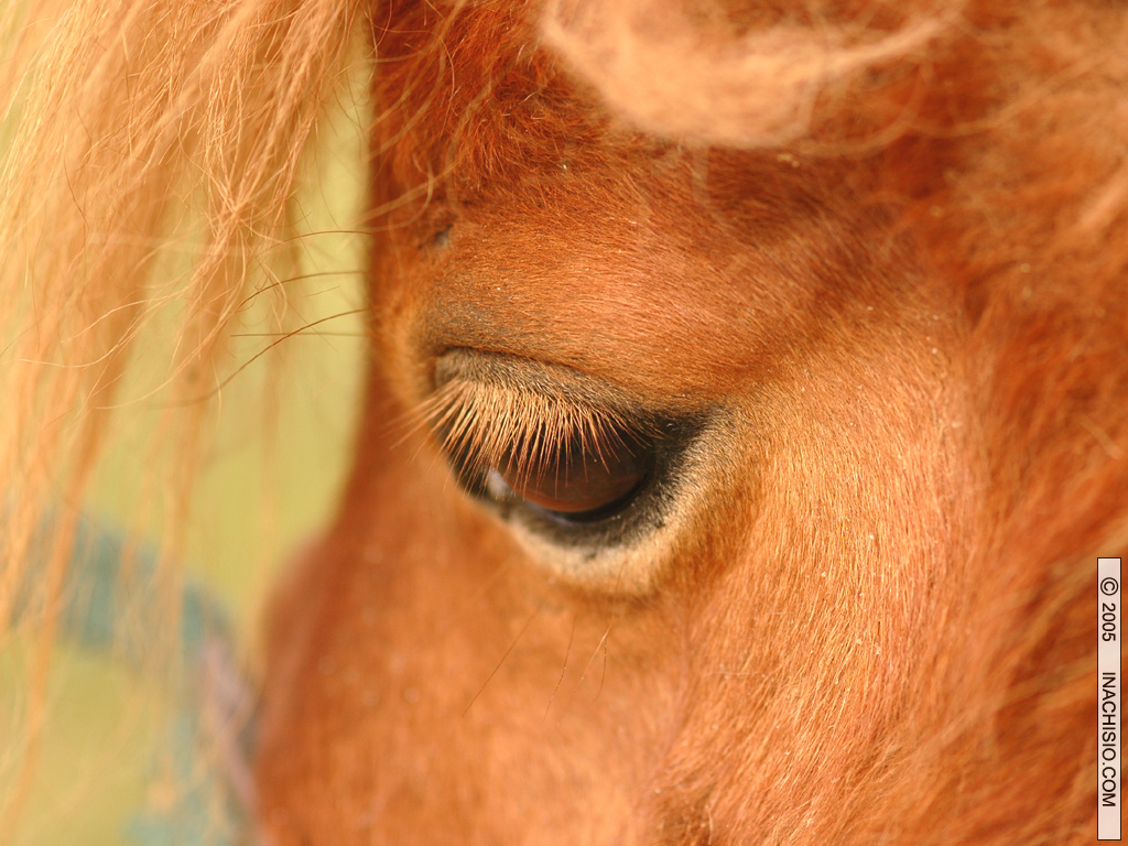 Fonds d'cran Animaux Poneys Frimousse de poney attendrissante