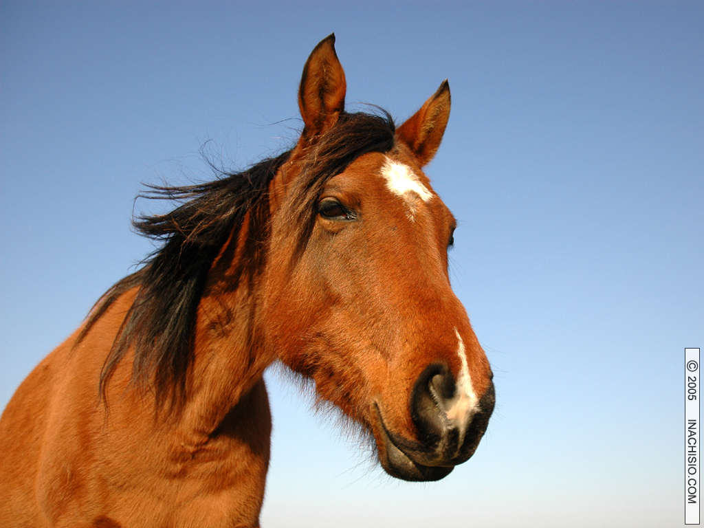 Wallpapers Animals Horses Buste de cheval