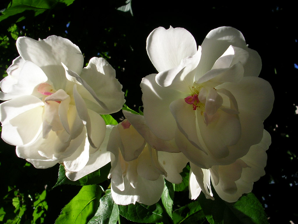 Fonds d'cran Nature Fleurs rosier grimpant