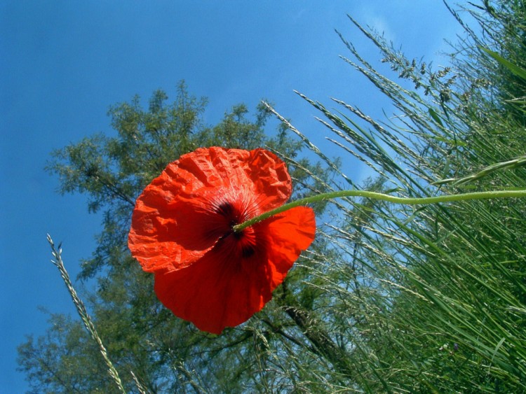 Wallpapers Nature Flowers Sexy, le dessous d'un coquelicot !