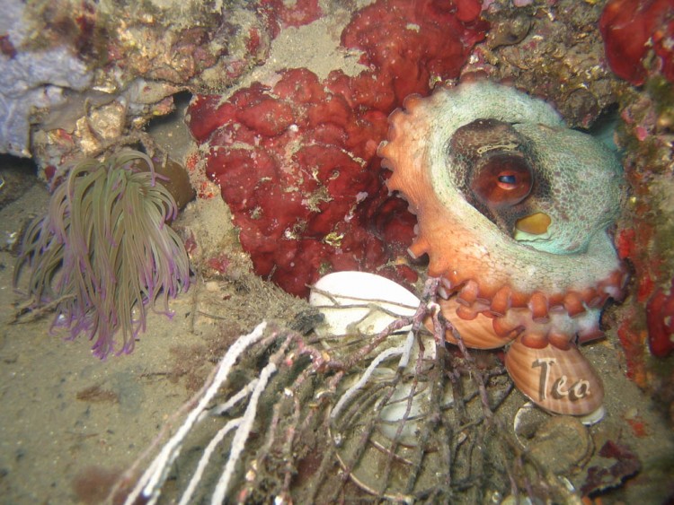 Fonds d'cran Animaux Vie marine - Poissons Poulpe