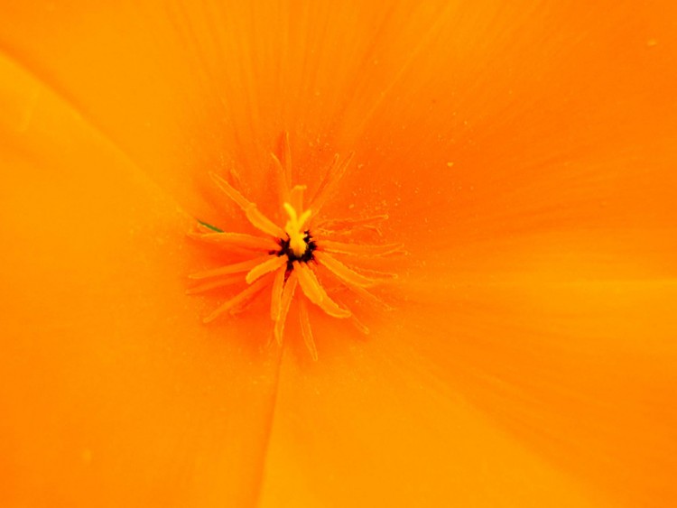 Wallpapers Nature Flowers coquelicorange