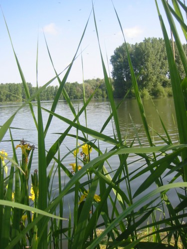 Fonds d'cran Nature Lacs - Etangs Etang de Vendeuil  travers les iris