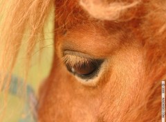 Fonds d'cran Animaux Frimousse de poney attendrissante