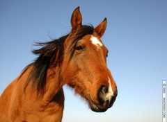 Fonds d'cran Animaux Buste de cheval