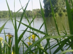 Fonds d'cran Nature Etang de Vendeuil  travers les iris