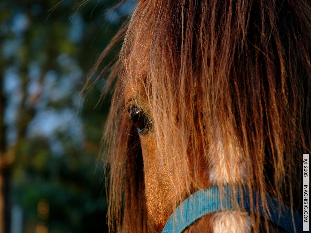 Wallpapers Animals Horses Demi-tte de cheval