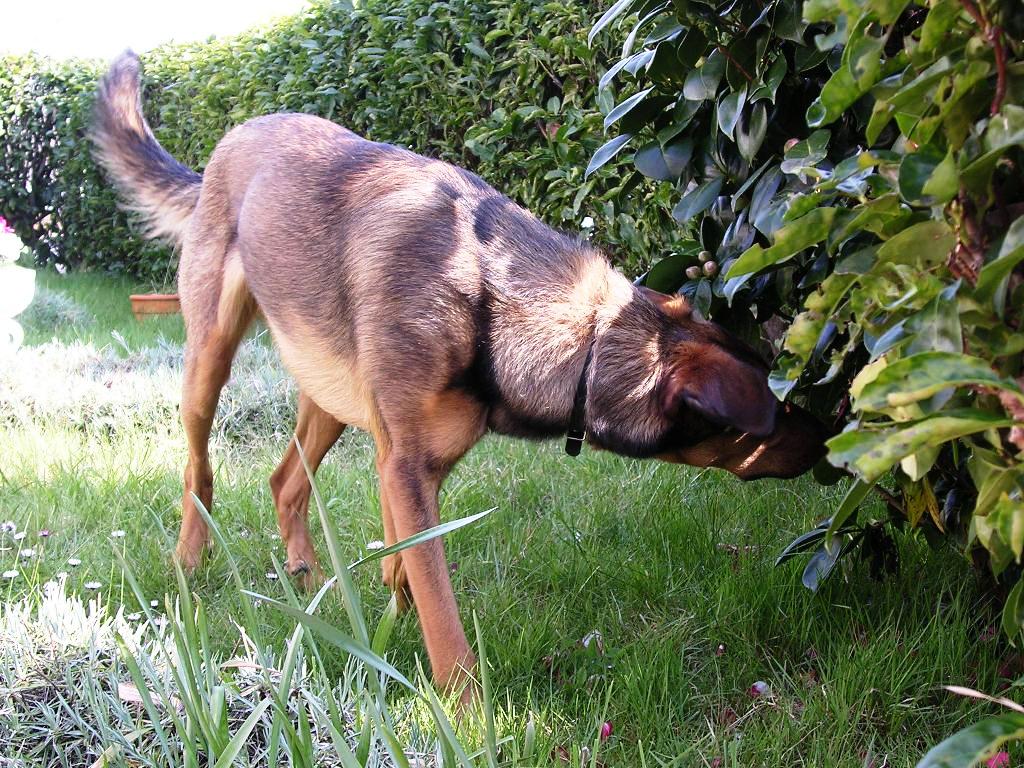 Fonds d'cran Animaux Chiens ONIE