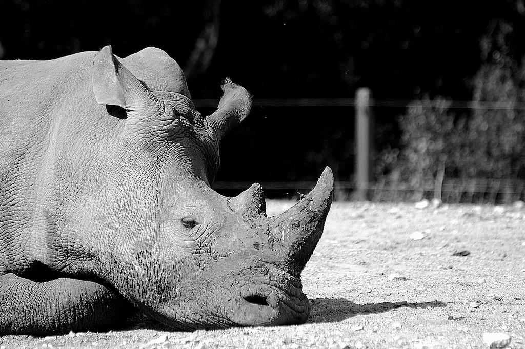 Fonds d'cran Animaux Rhinocros Quelle tristesse...