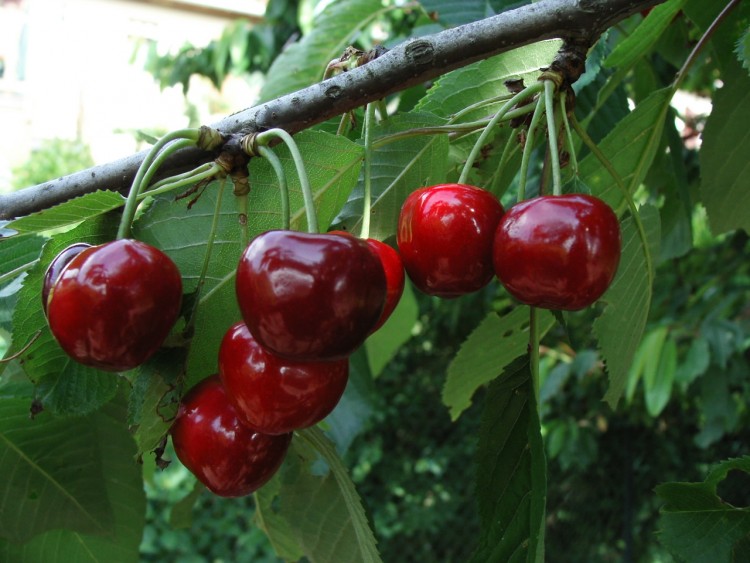 Fonds d'cran Nature Fruits bon apptit!!