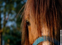 Fonds d'cran Animaux Demi-tte de cheval