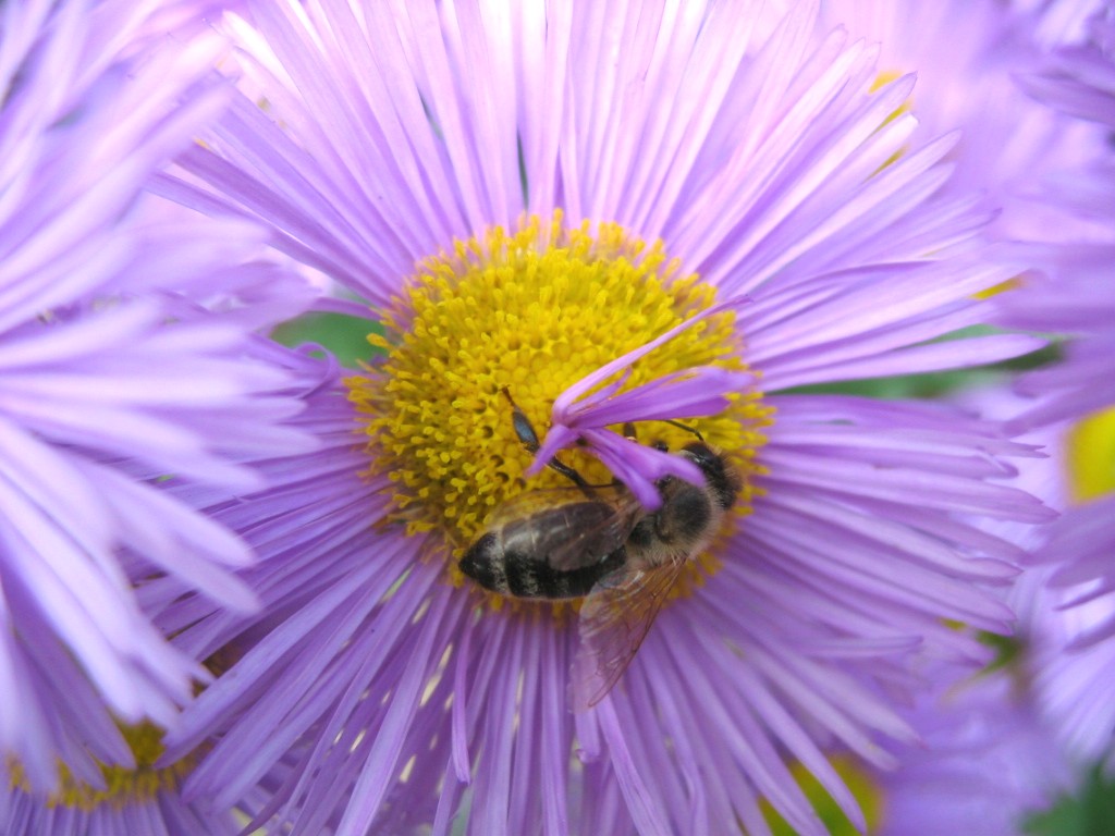 Fonds d'cran Nature Fleurs 