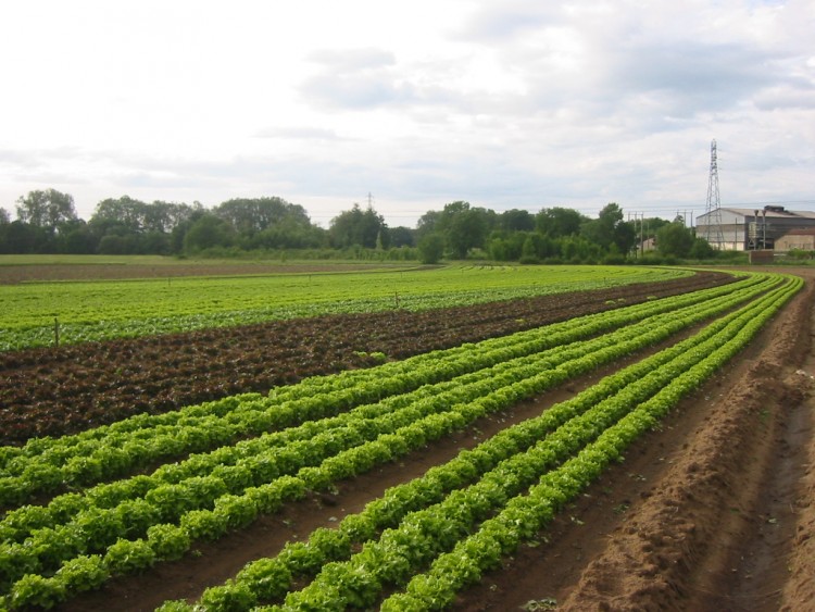 Fonds d'cran Nature Champs - Prairies Rangs de salades