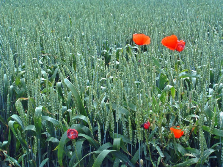 Fonds d'cran Nature Fleurs Coquelicot restistant aux pesticides !