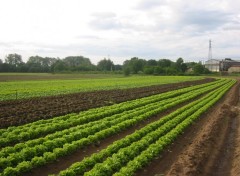 Fonds d'cran Nature Rangs de salades