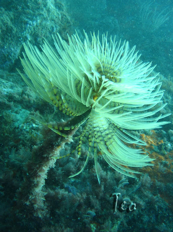 Fonds d'cran Animaux Vie marine - Poissons Spirographe