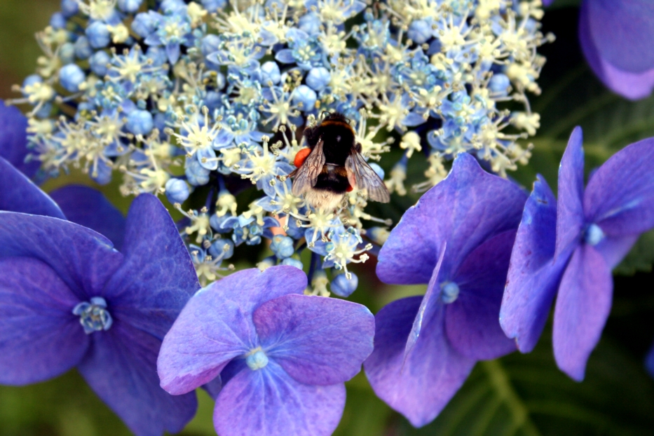 Fonds d'cran Animaux Insectes - Abeilles Gupes ... Abeille je t'ai eu...