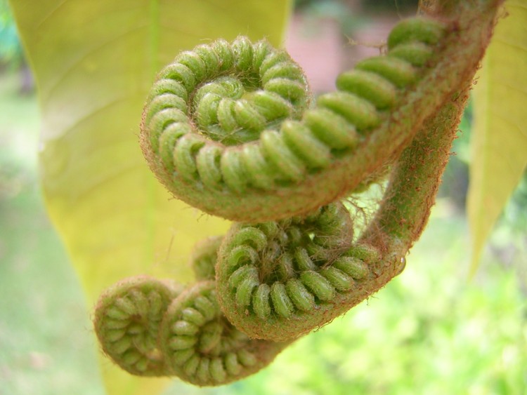 Wallpapers Nature Leaves - Foliage tentacules ??