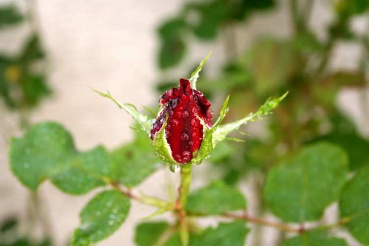 Fonds d'cran Nature Fleurs Magnifique ROSE rouge