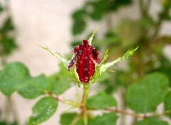 Fonds d'cran Nature Magnifique ROSE rouge