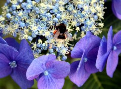 Fonds d'cran Animaux Abeille je t'ai eu...