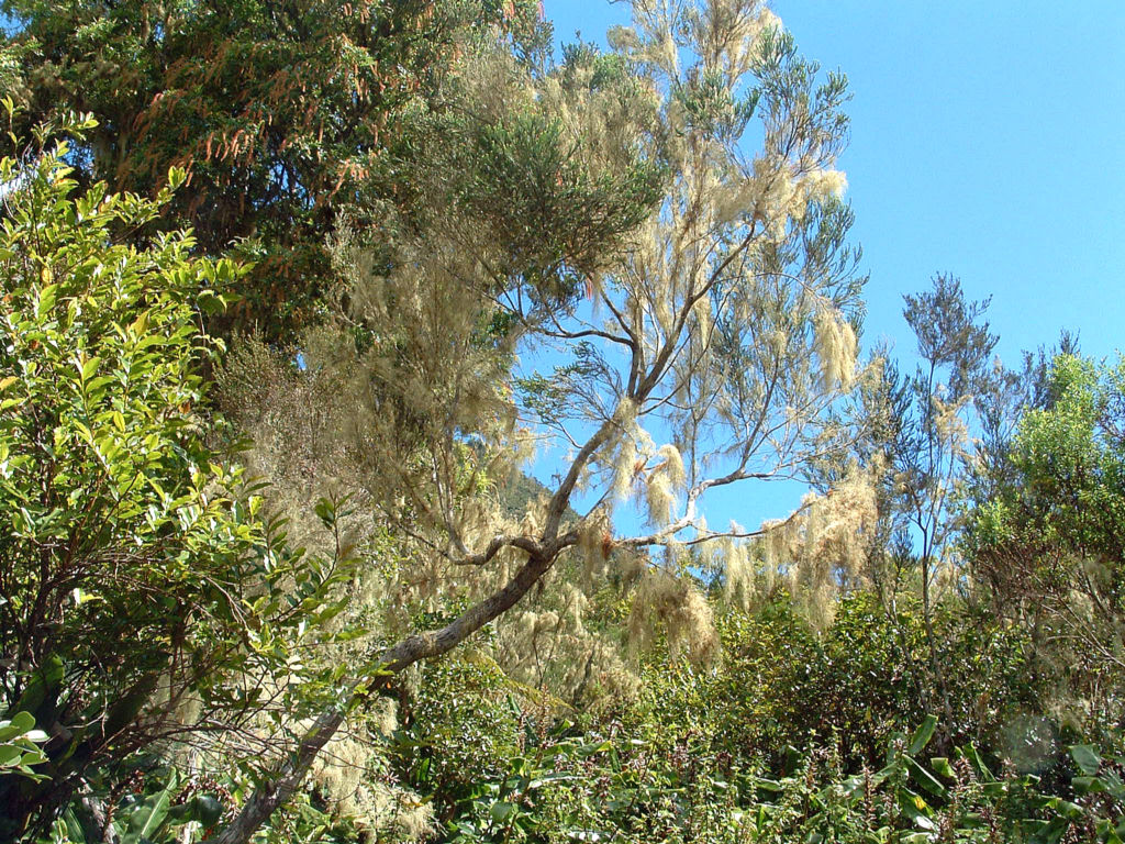 Fonds d'cran Nature Arbres - Forts Ile de la Reunion