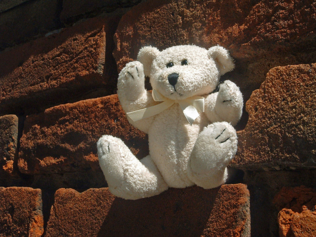 Wallpapers Objects Cuddly Petit Ours se chauffe au soleil...