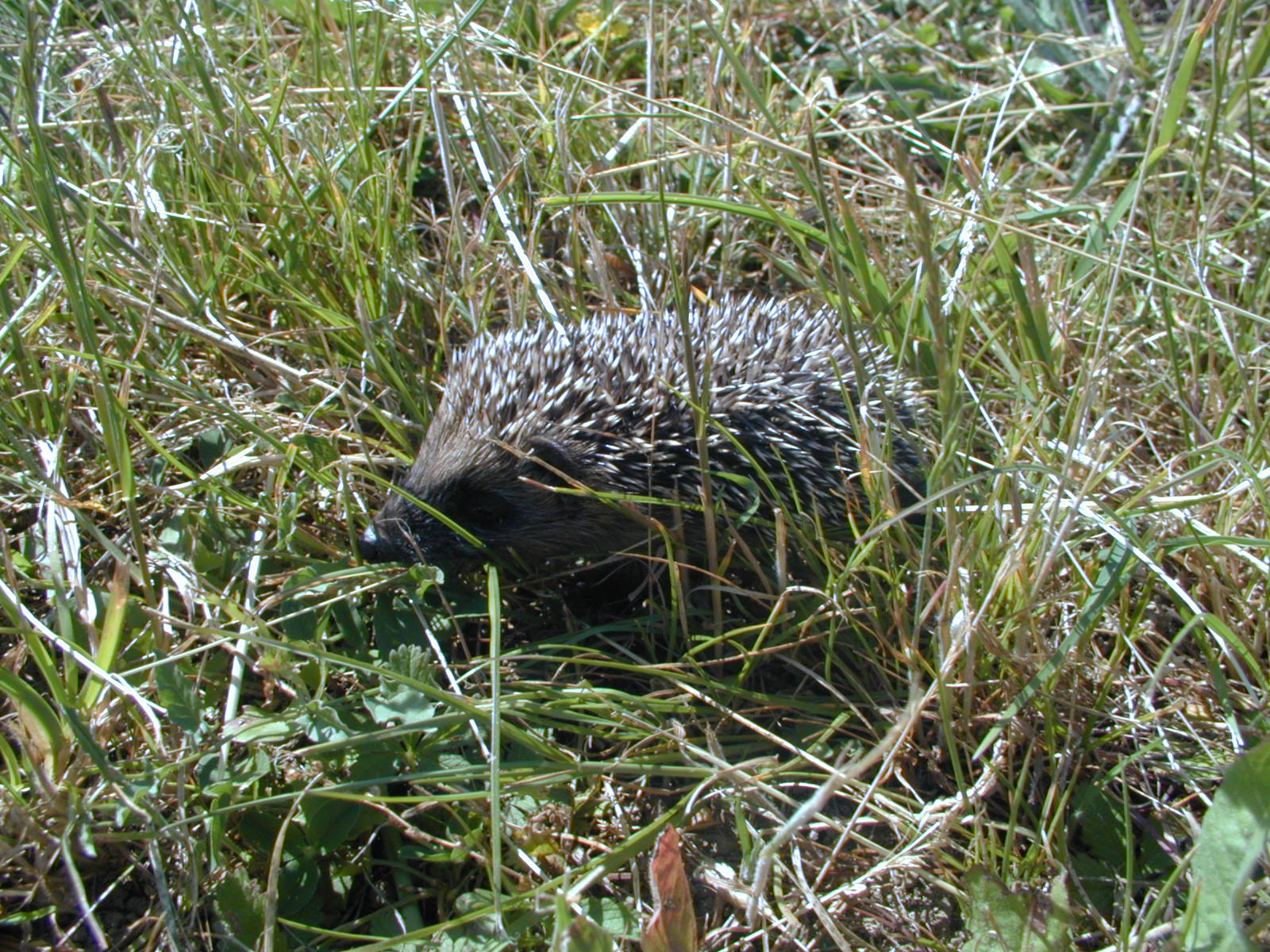 Wallpapers Animals Hedgehogs Hérisson