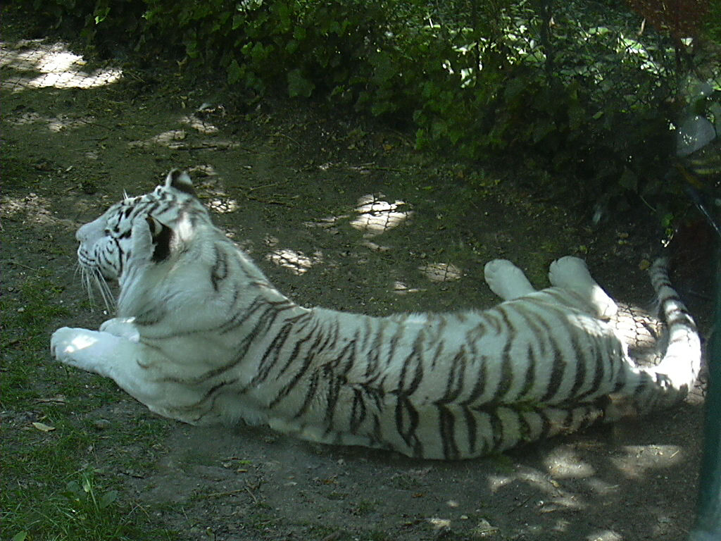 Fonds d'cran Animaux Flins - Tigres Tigre blanc