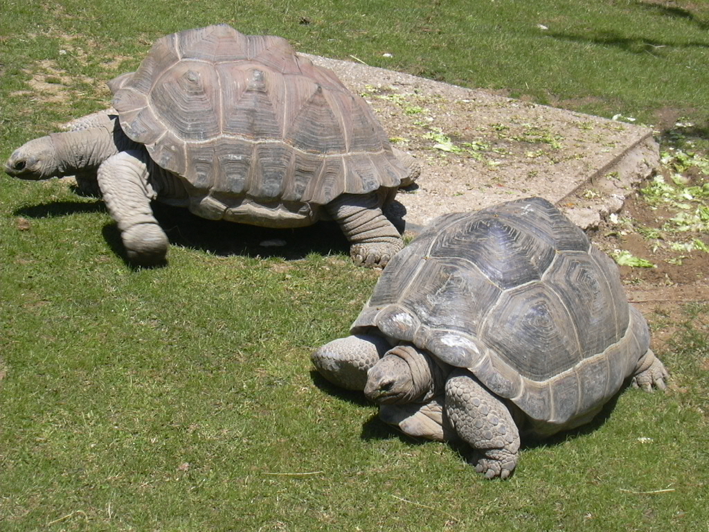 Fonds d'cran Animaux Tortues Tortues geantes