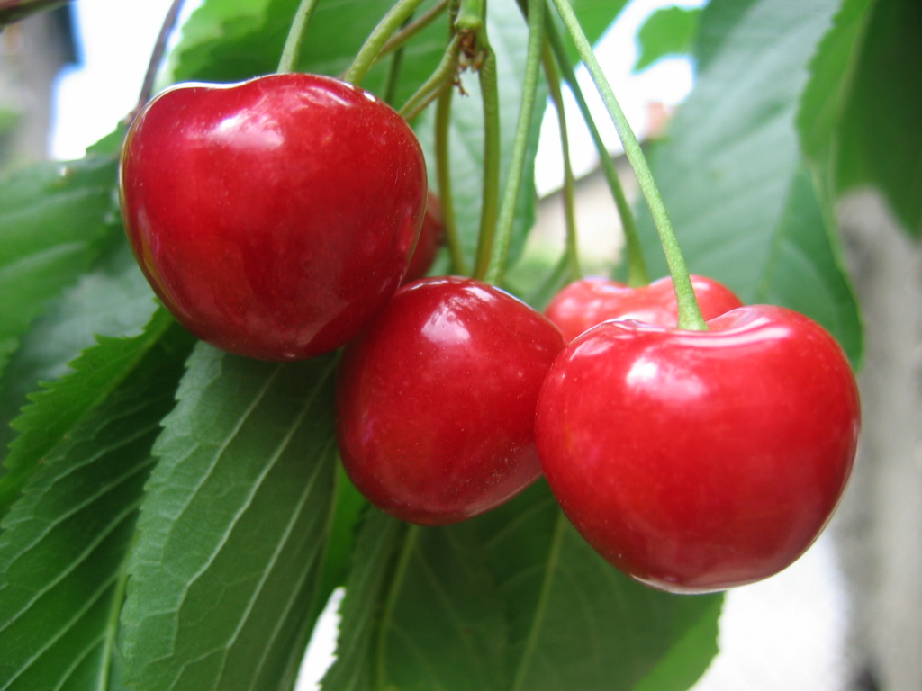 Wallpapers Nature Fruits Cherry tree