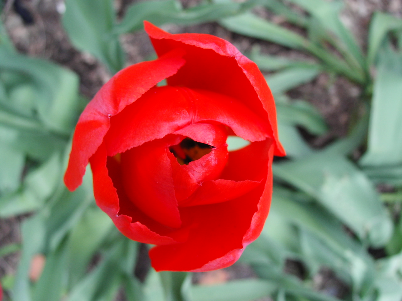 Fonds d'cran Nature Fleurs tulipe