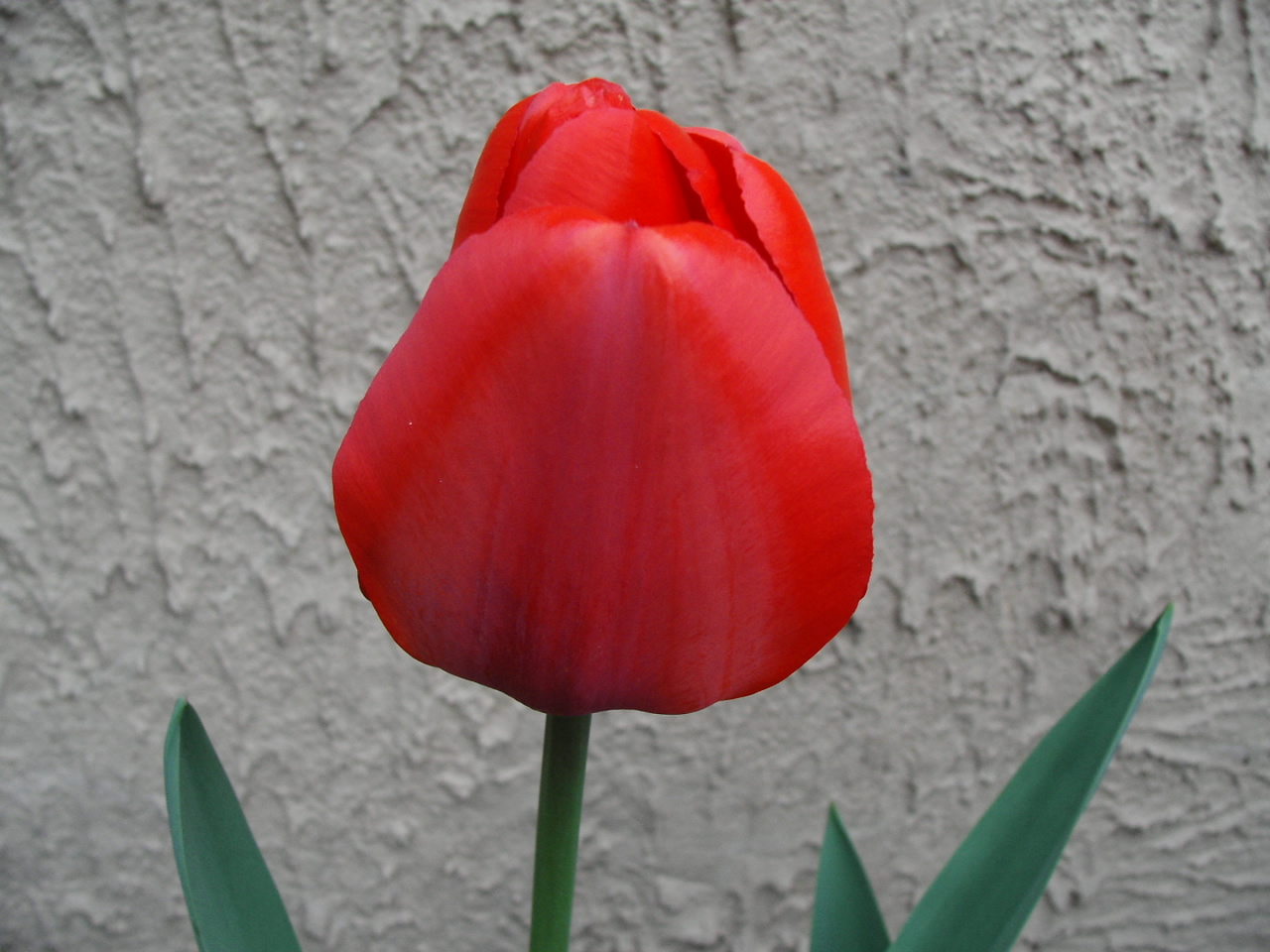 Fonds d'cran Nature Fleurs belle tulipe rouge